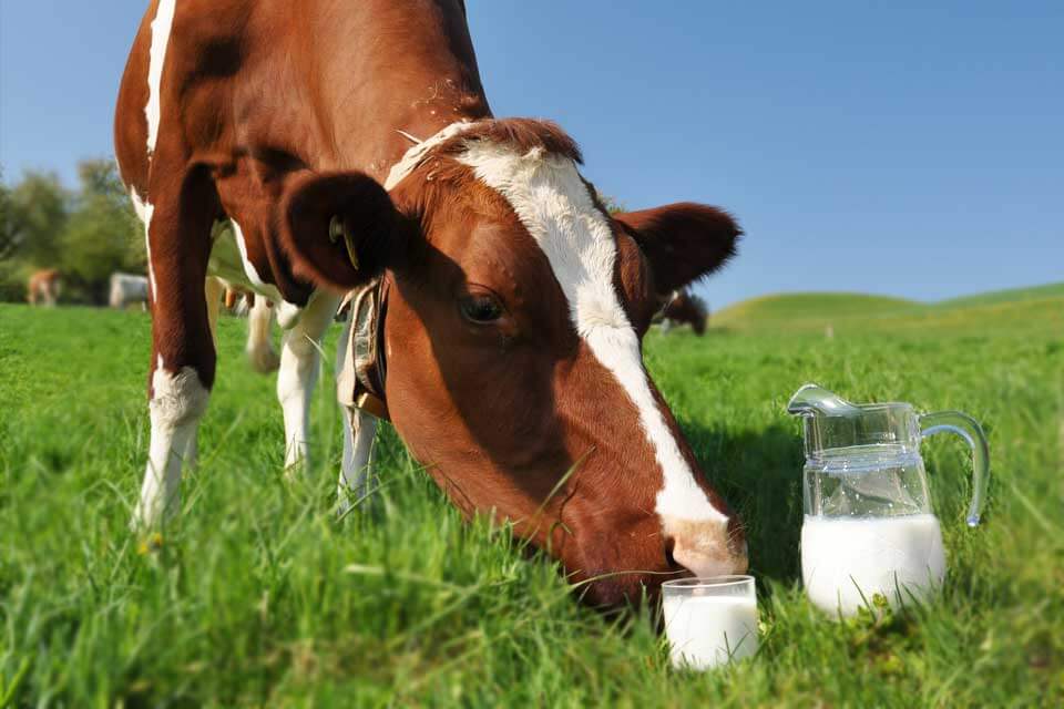 Why do cows produce milk?