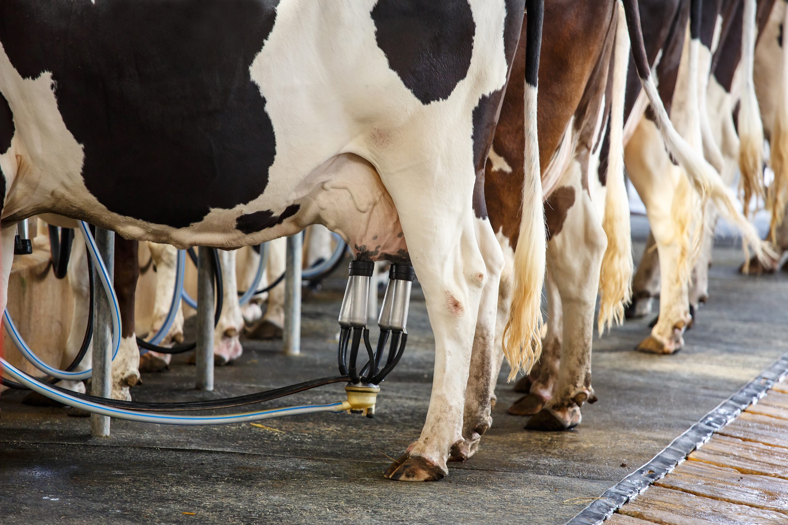 Why do dairy cows constantly produce milk?
