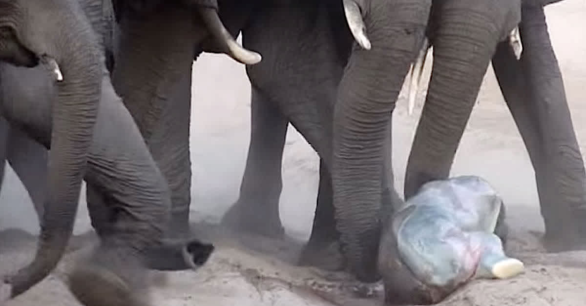 Why do elephants gather around a newborn?