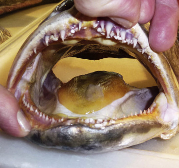 Why do fish have pharyngeal teeth?