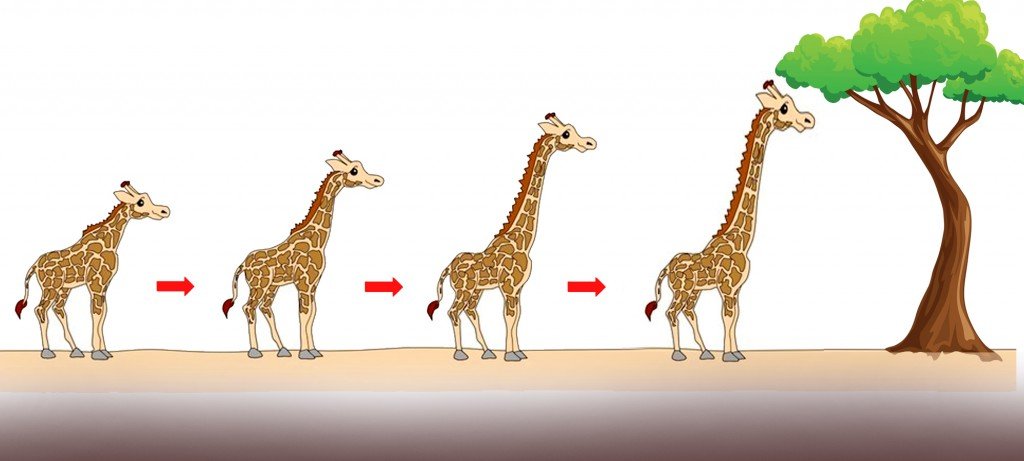 Why do giraffes have such long necks and long legs?
