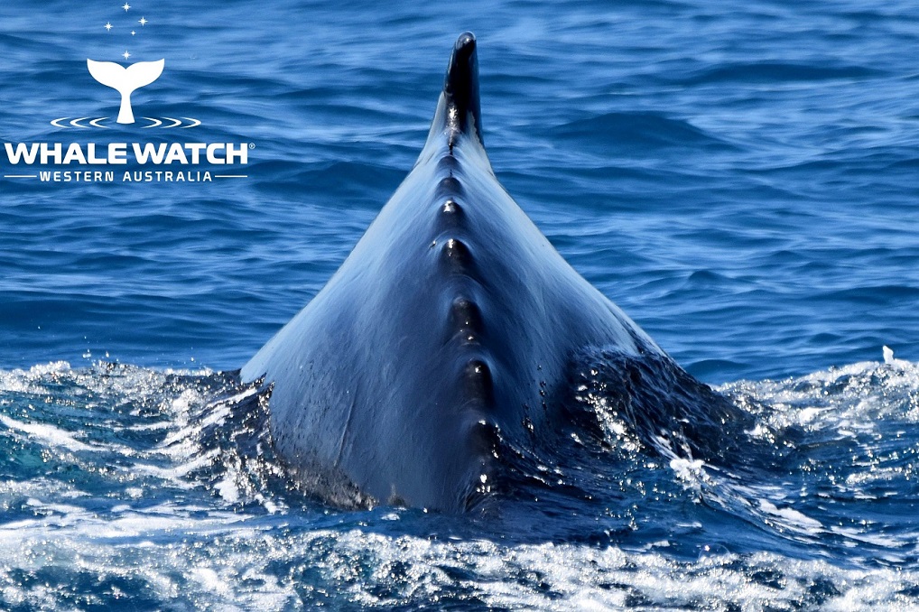 Why do humpback whales travel in pods?
