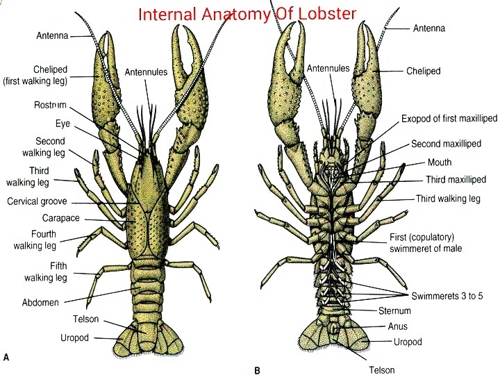 Why do lobsters have 10 legs?