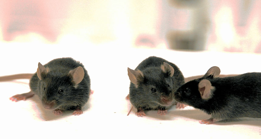 Why do mice sniff each other out?