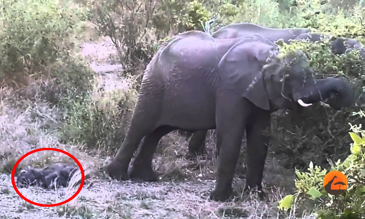 Why do mother elephants kick their babies after birth? Why do mother elephants kick their babies after birth?