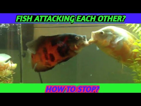 Why do my fish keep attacking each other? Why do my fish keep attacking each other?