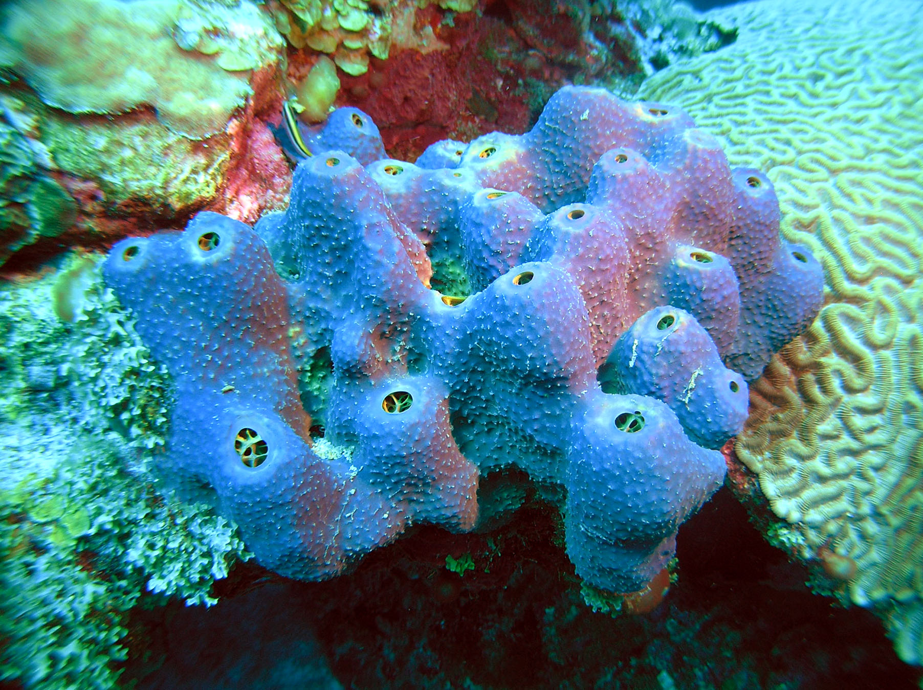 Why do sea sponges release toxins?