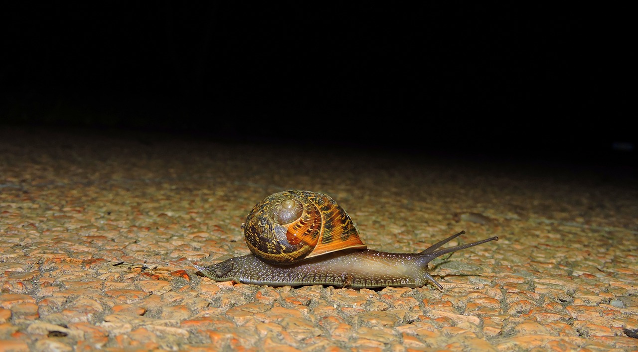 Why do snails come out at night to eat?