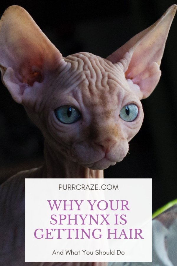 Why do some Sphynx have hair?