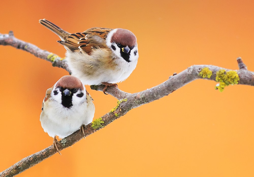 Why do sparrows carry souls to Heaven?