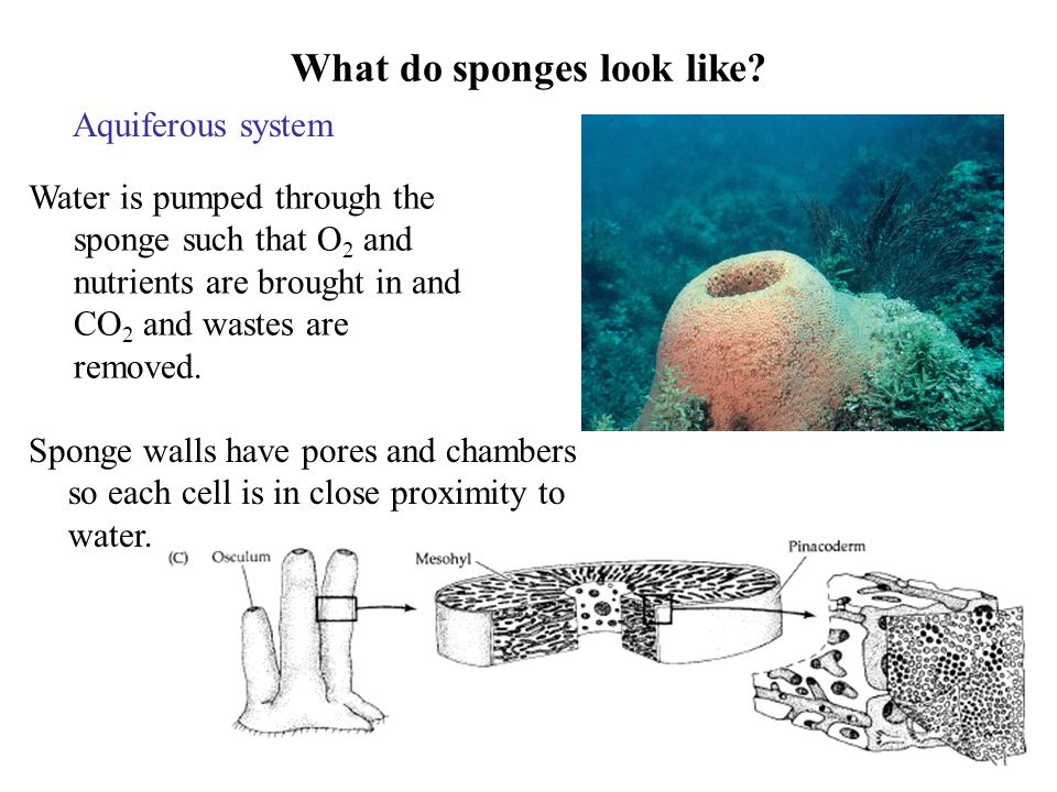 Why do sponges have only one large chamber?
