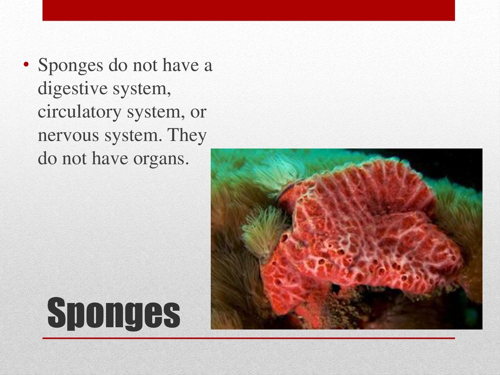 Why do sponges not have a circulatory system?