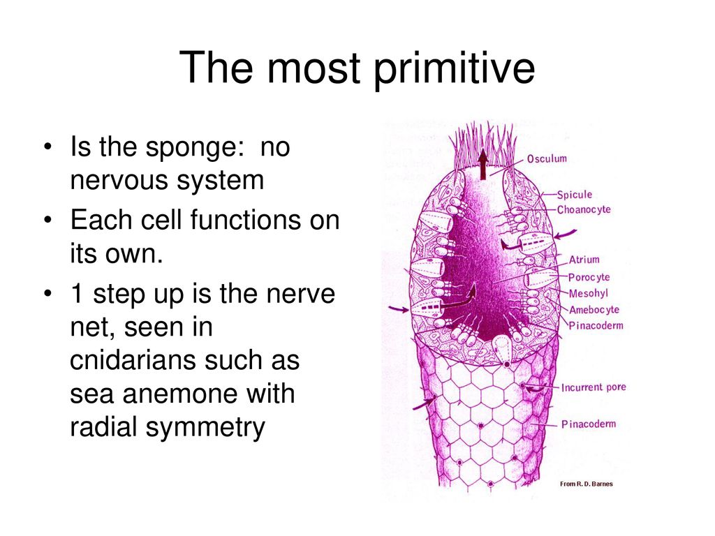 Why do sponges not need nervous system?