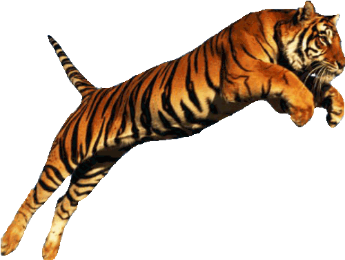 Why do tigers jump?