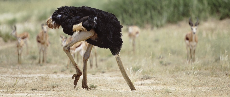 Why does an ostrich hide its head in the sand?
