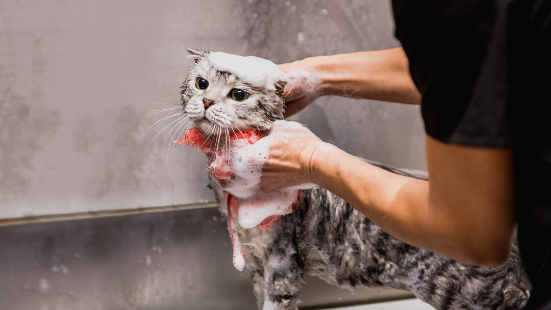 Why does my cat not care about water? Why does my cat not care about water?