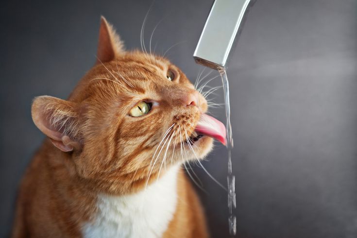 Why dont cats drink their water?