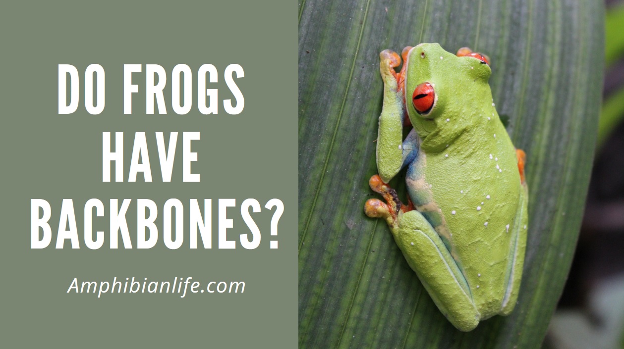 Why frogs are vertebrates?