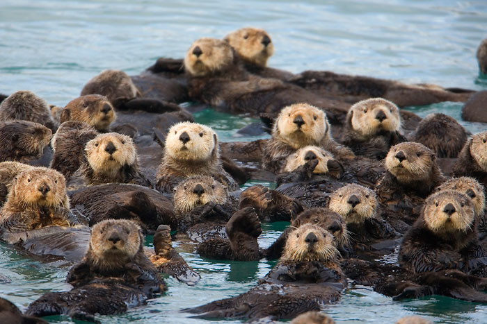 Why is a group of sea otters called a raft?