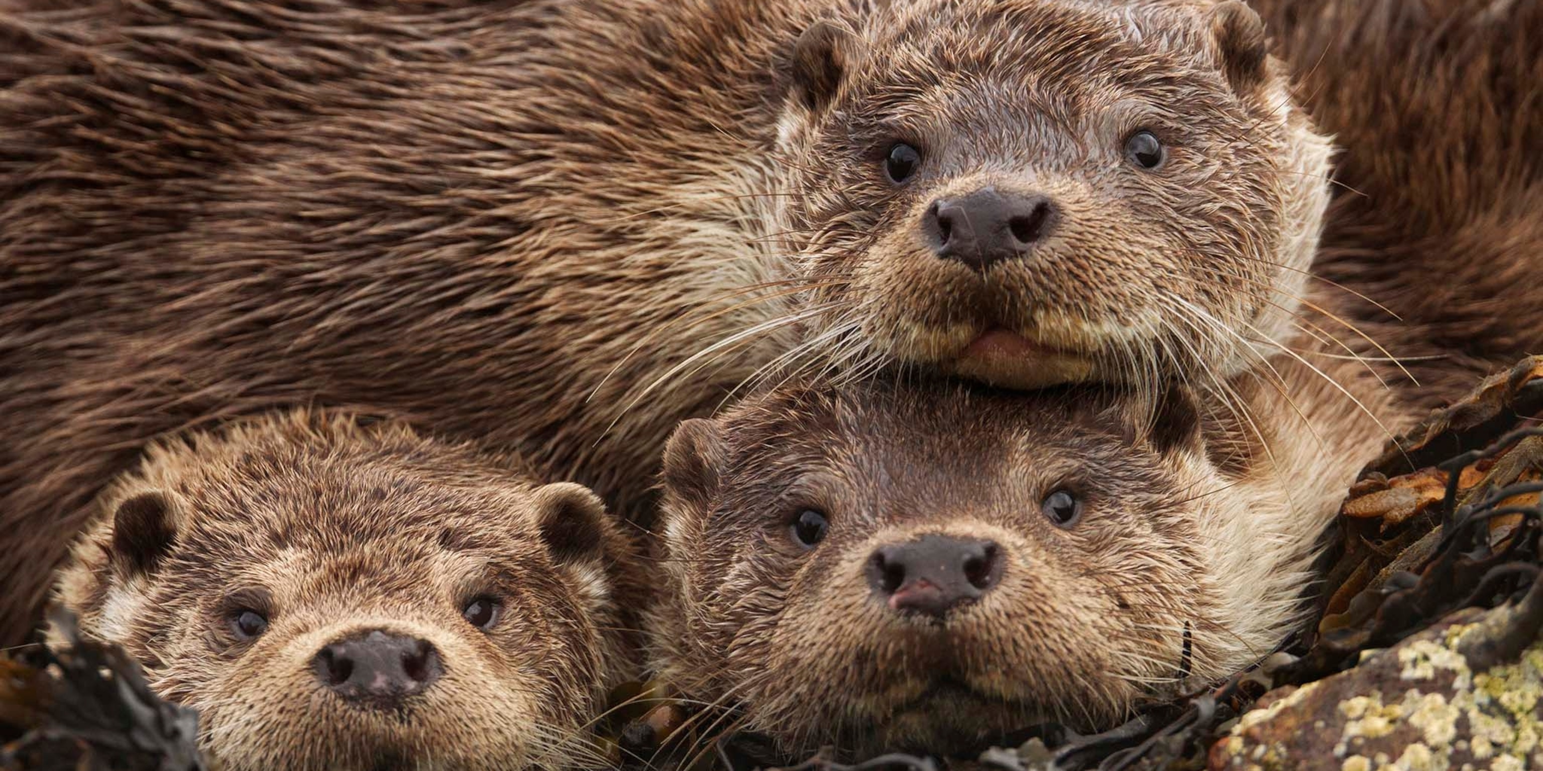 Why is a sea otter called a family?