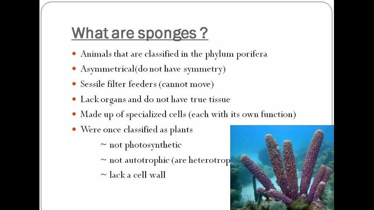 Why is a sponge an animal and not a plant?