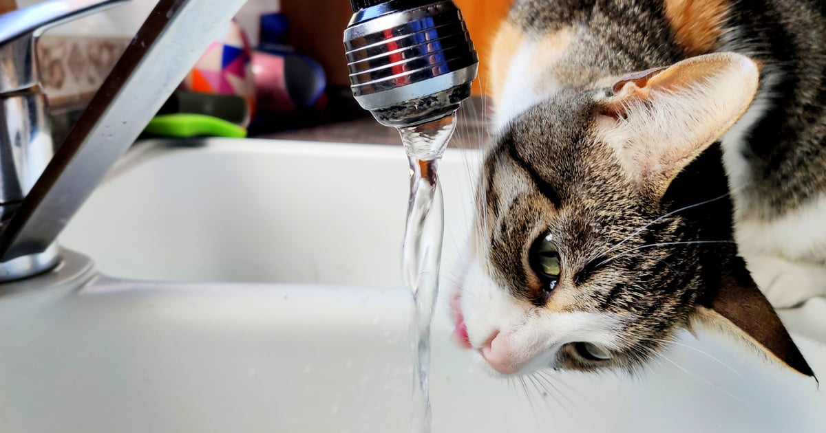 Why is my cat so picky about his water?
