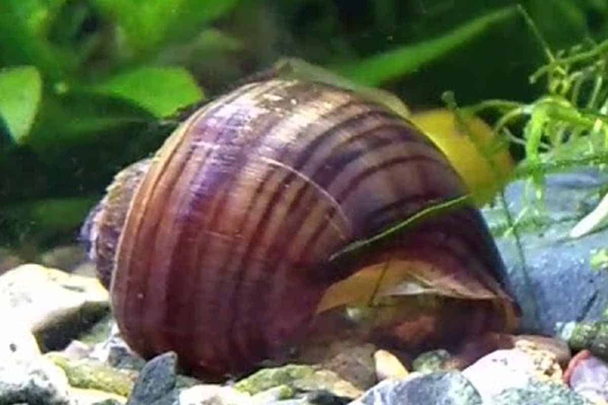 Why is my snail staying still all day?