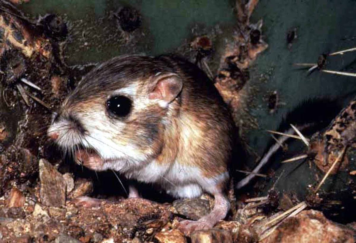 Why is the Fresno kangaroo rat vulnerable?