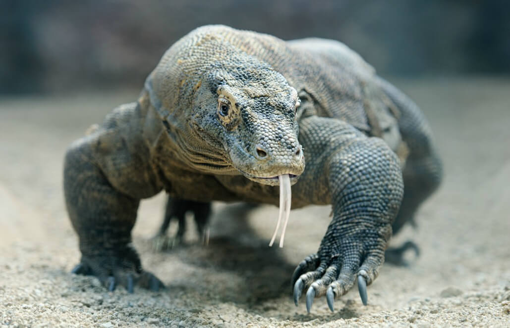 Why is the Komodo dragon an endangered species?