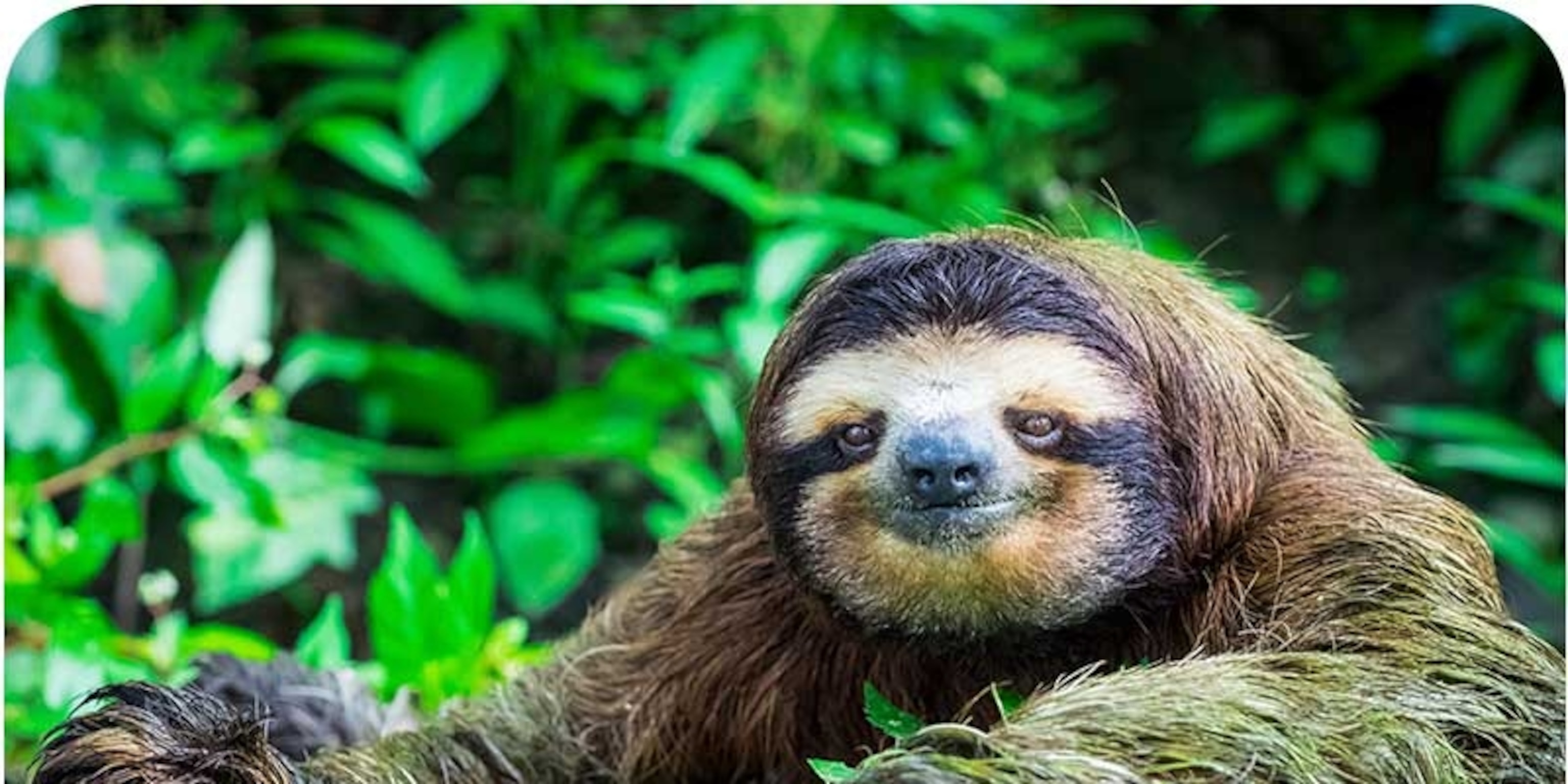 Why sloths are the best animal?