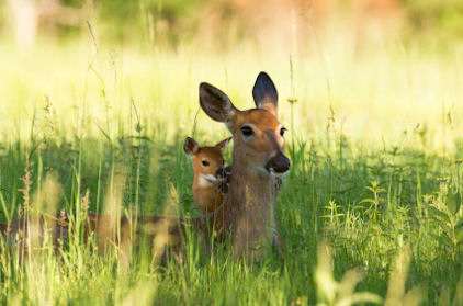 Why would a doe kick a fawn?