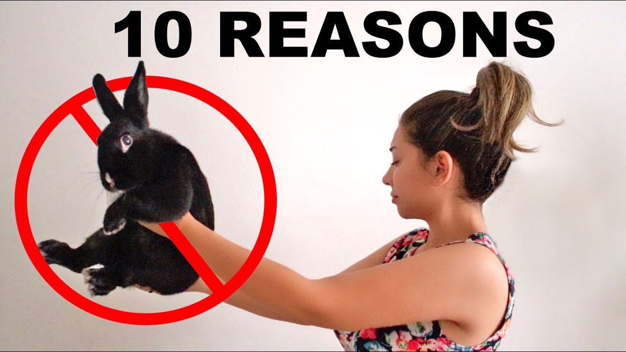 Why you should not get a rabbit?