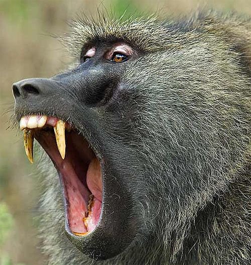 Will a baboon eat a human?
