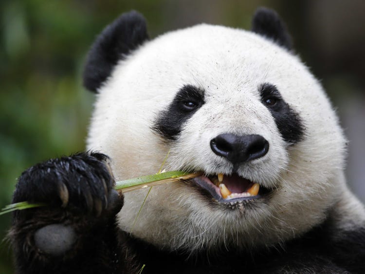 Will a panda kill a human?