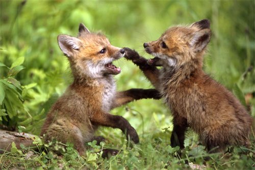 A baby fox is often known as a pup or cub. What’s the other name for it?