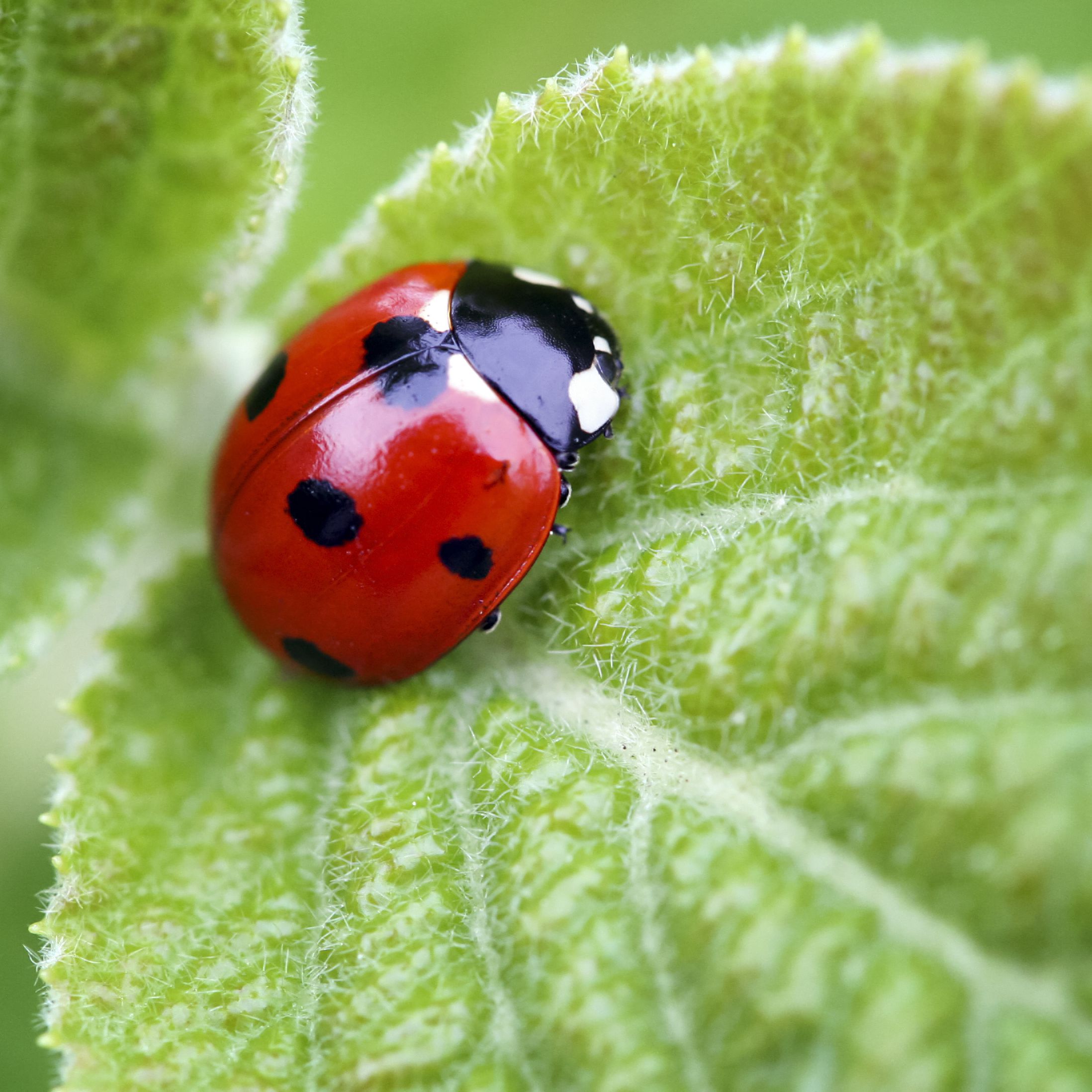 A common lady bug has spots of which color?