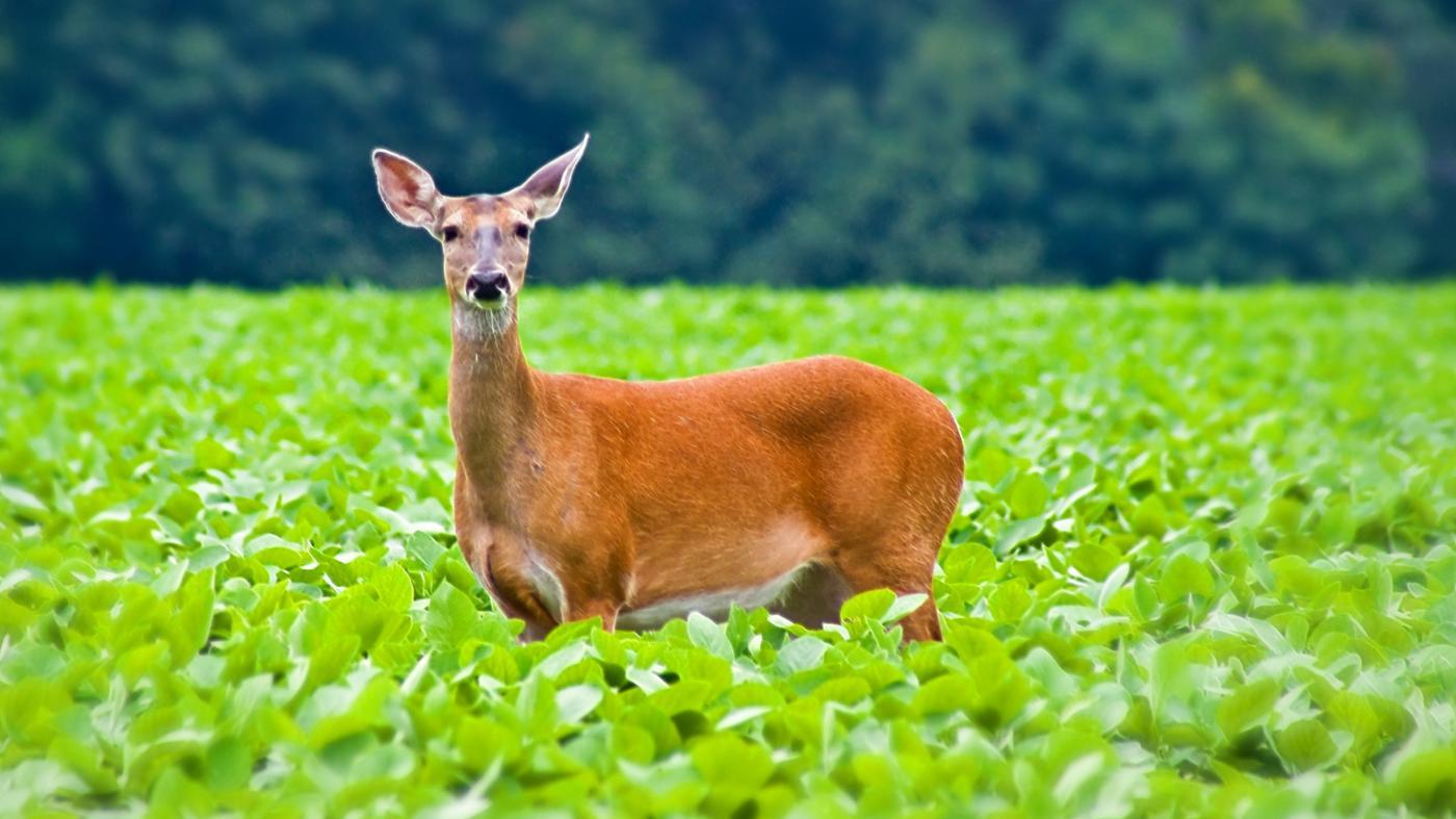 A female deer is known as a?