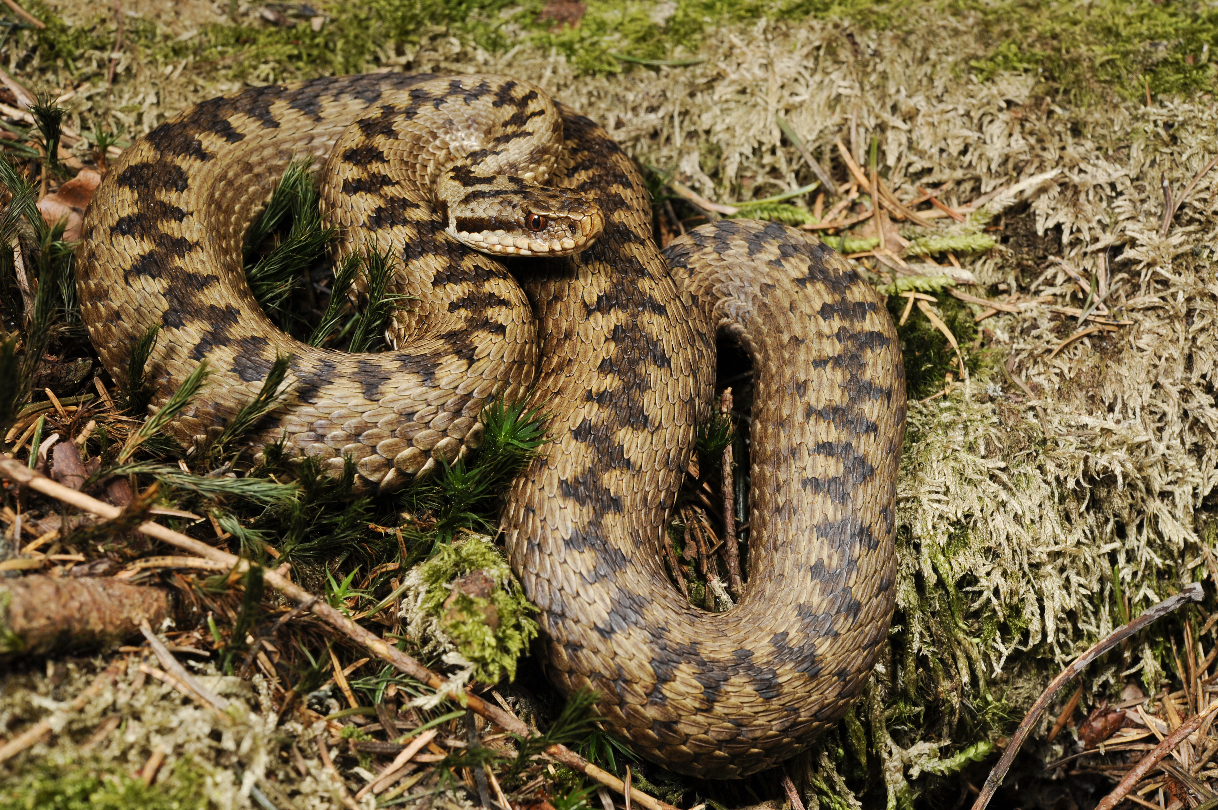Are adders the only venomous snakes in England?