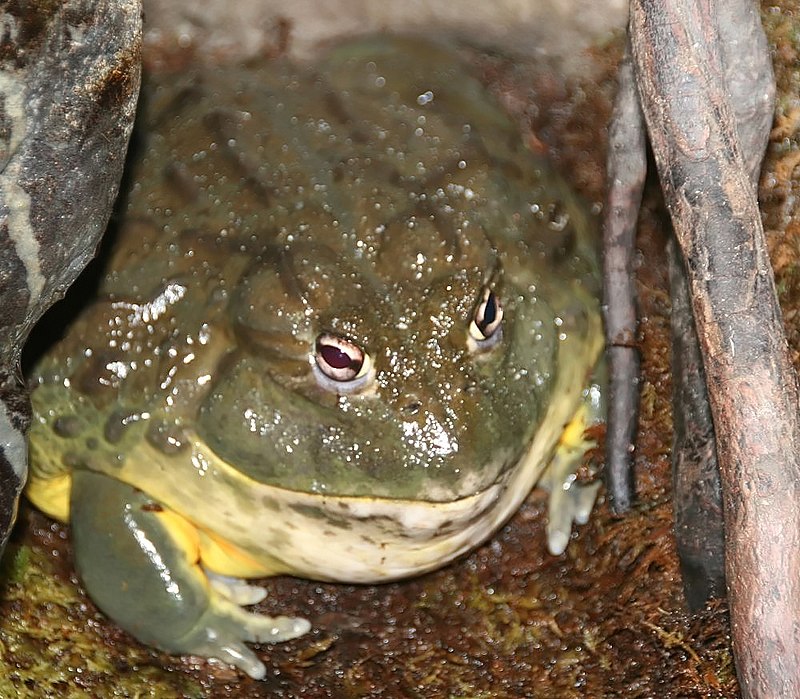 Are African bullfrogs edible?
