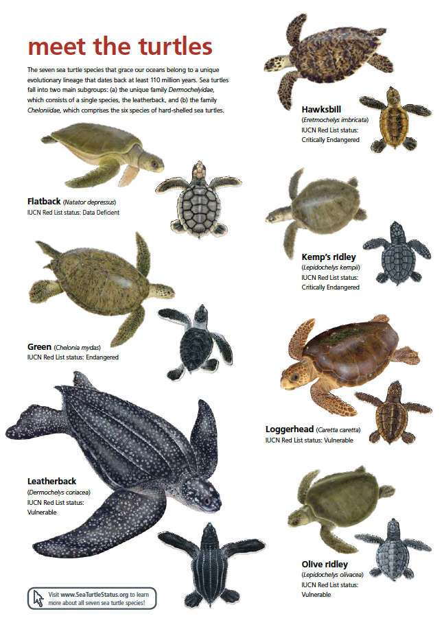 Are all 7 species of sea turtles endangered?