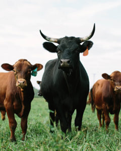 Are all male cows called bulls?