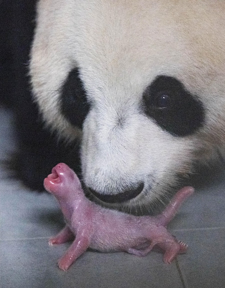 Are all pandas born female?