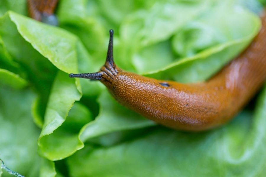 Are all slugs bad for the garden?