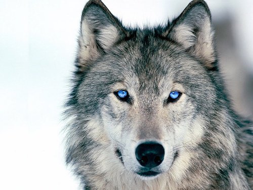 Are all wolves born with blue eyes?