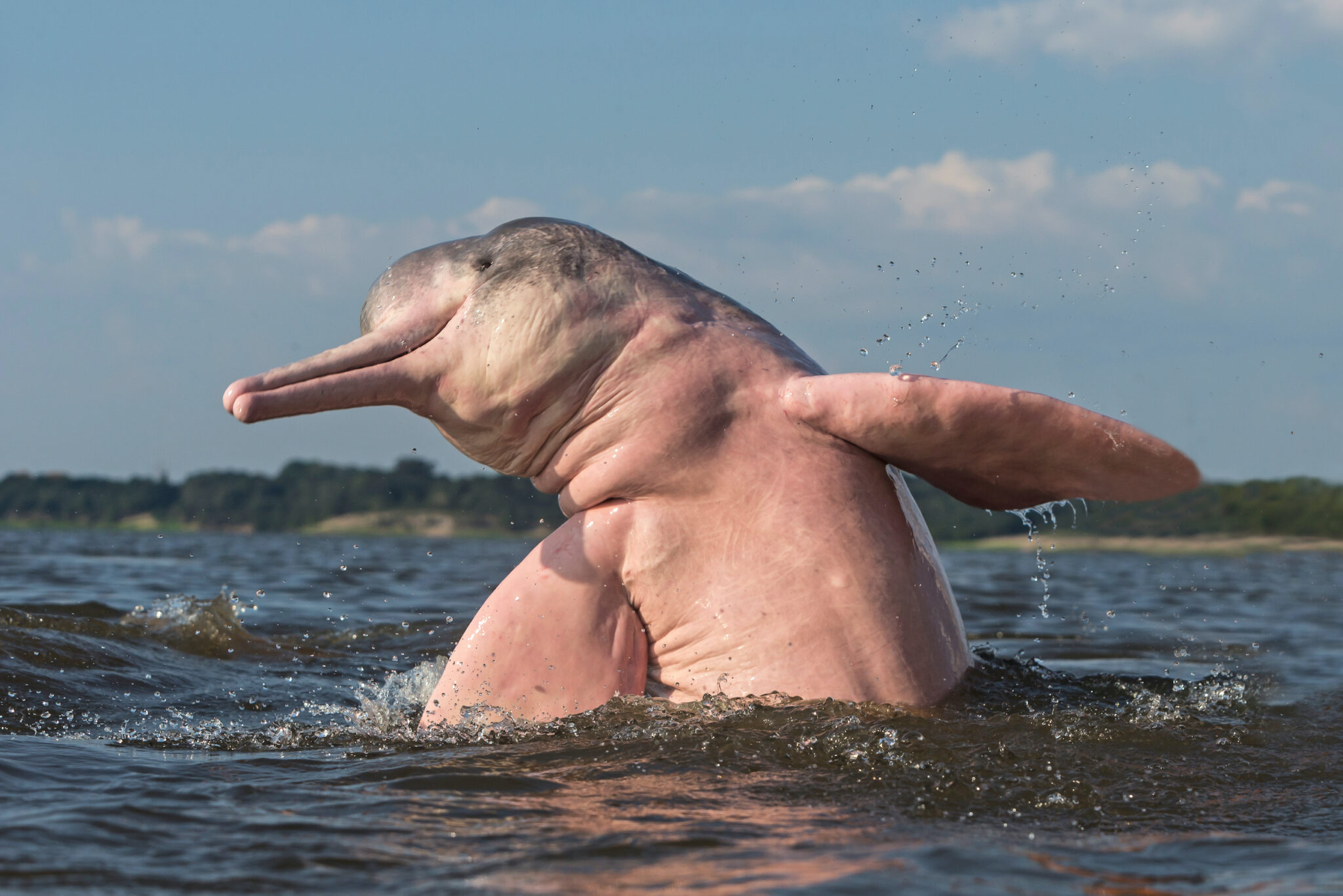 Are Amazon river dolphins blind?