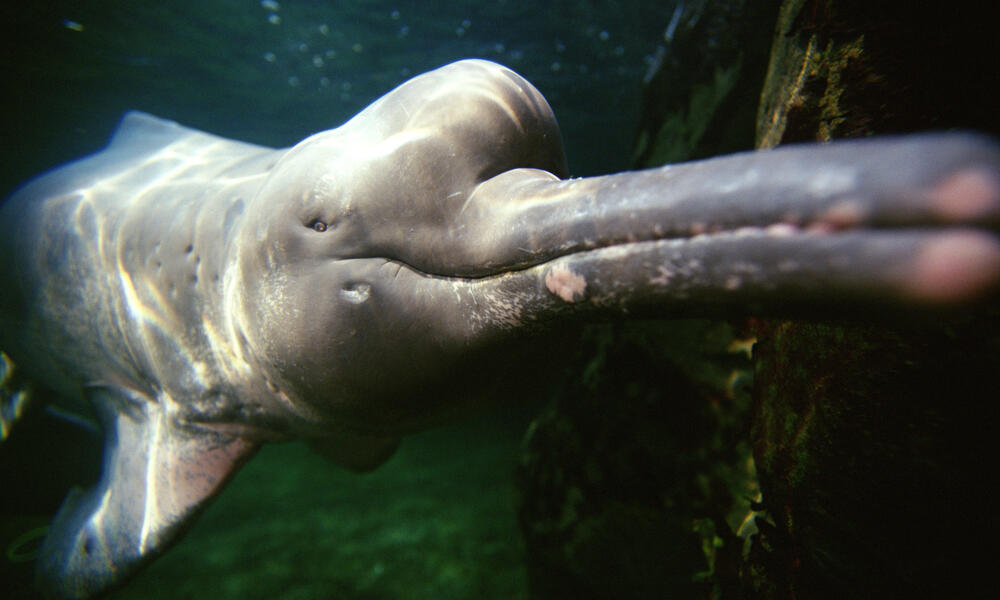 Are Amazon river dolphins extinct?