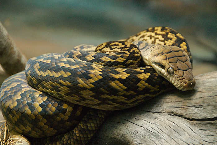 Are amethystine pythons dangerous to humans?