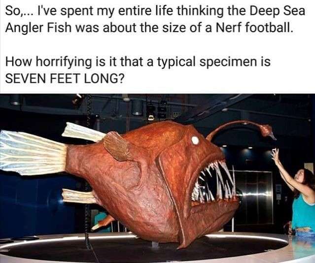 Are anglerfish really 7 feet long?