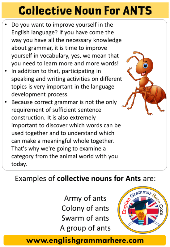 Are ants a collective?