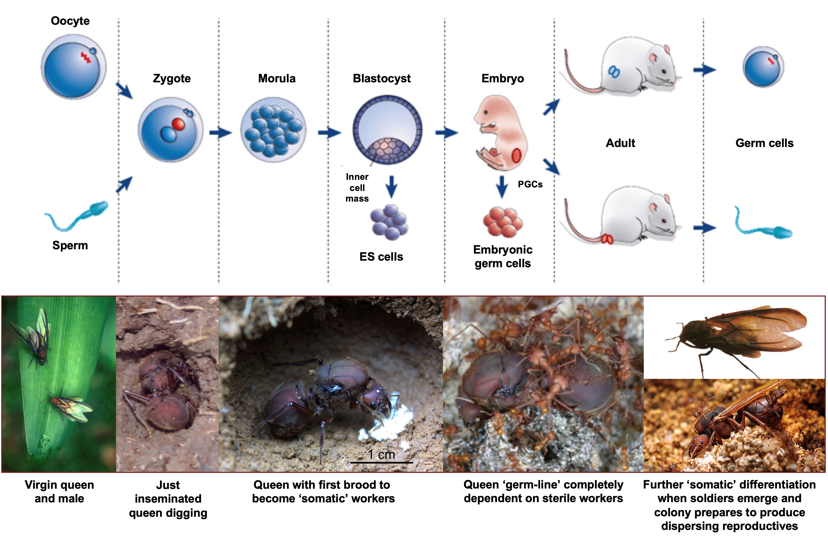 Are ants a colonial organism?